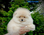 Собаки в Кемерово: Шпиц щенки Разнополые, Бесплатно - фото 2