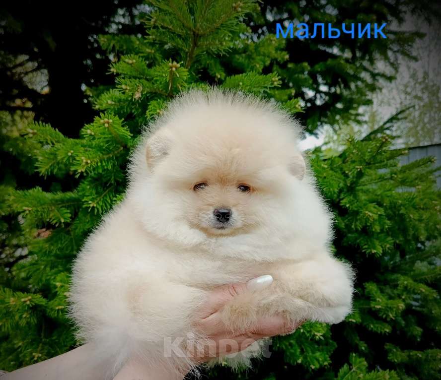 Собаки в Кемерово: Шпиц щенки Разнополые, Бесплатно - фото 2