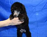 Собаки в Долгопрудном: Щенок  пуделя мальчик серебристый Джентли Борн Рондо  Мальчик, 120 000 руб. - фото 2