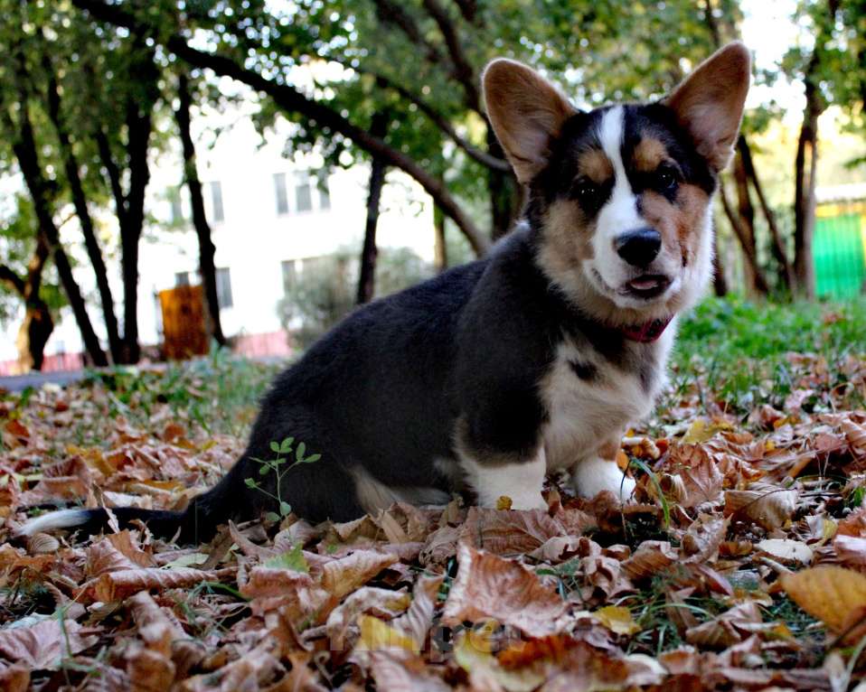 Собаки в Москве: Добрыня Мальчик, 50 000 руб. - фото 2