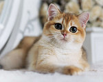 Кошки в Владивостоке: Британский котёнок. Золотая девочка Девочка, 60 000 руб. - фото 1