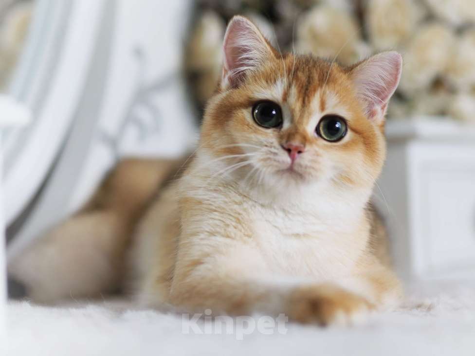 Кошки в Владивостоке: Британский котёнок. Золотая девочка Девочка, 60 000 руб. - фото 1
