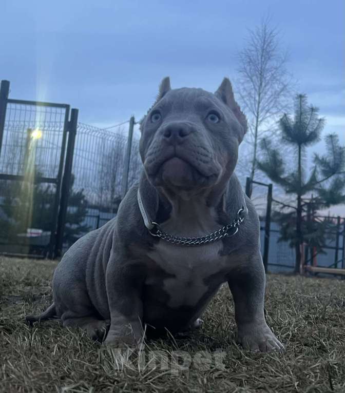 Собаки в Москве: Булли американский Девочка, Бесплатно - фото 1