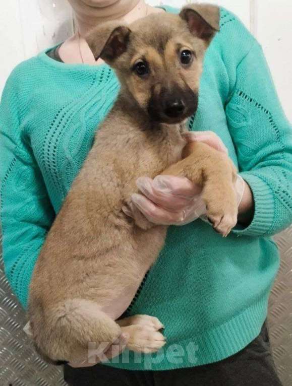 Собаки в Москве: Герда в добрые руки Девочка, Бесплатно - фото 2