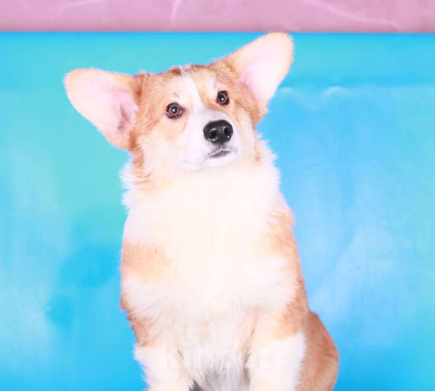 Собаки в Москве: вельш корги пемброк щенки Мальчик, 70 000 руб. - фото 1