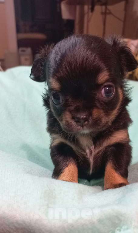 Собаки в Новосибирске: Яркие брюнеты чишки. Окрас черно подпалый.  Мальчик, Бесплатно - фото 3