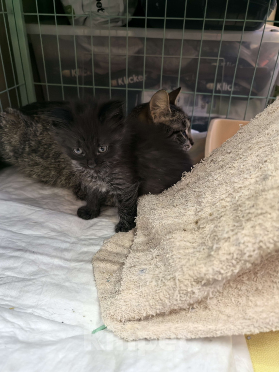 Кошки в Санкт-Петербурге: Котёнок Анубис ищет дом Мальчик, Бесплатно - фото 4