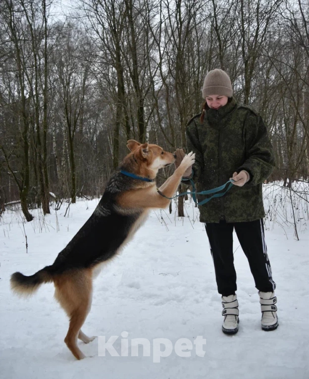 Собаки в Москве: Чарли в поисках дома Мальчик, Бесплатно - фото 5