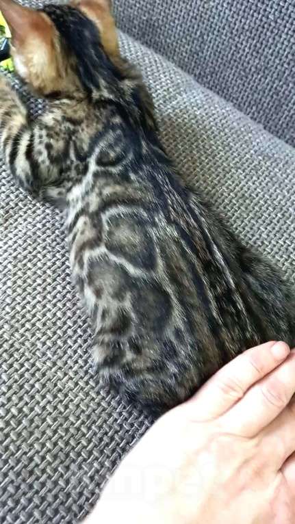 Кошки в Москве: Бенгальская девочка Девочка, 30 000 руб. - фото 4