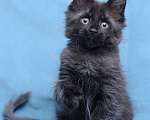 Кошки в Видном: Мейн-кун чёрная пантерочка Девочка, 60 000 руб. - фото 2