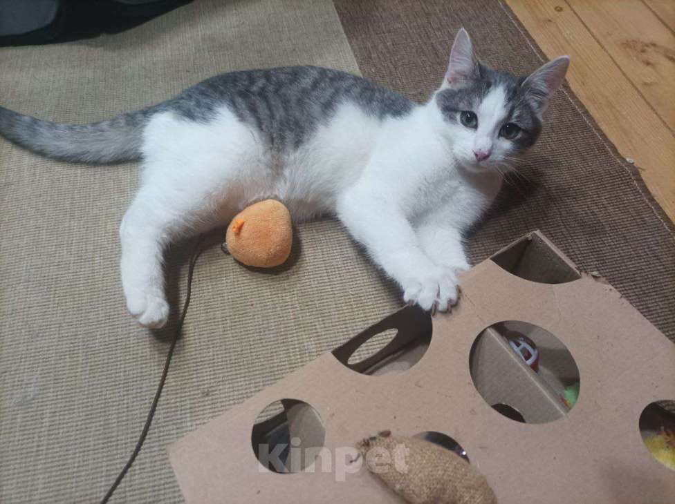 Кошки в Москве: Отдаю котика бесплатно Мальчик, Бесплатно - фото 3