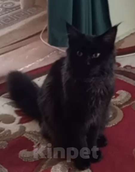 Кошки в Новосибирске: Котенок Мейн-кун Мальчик, 5 000 руб. - фото 1