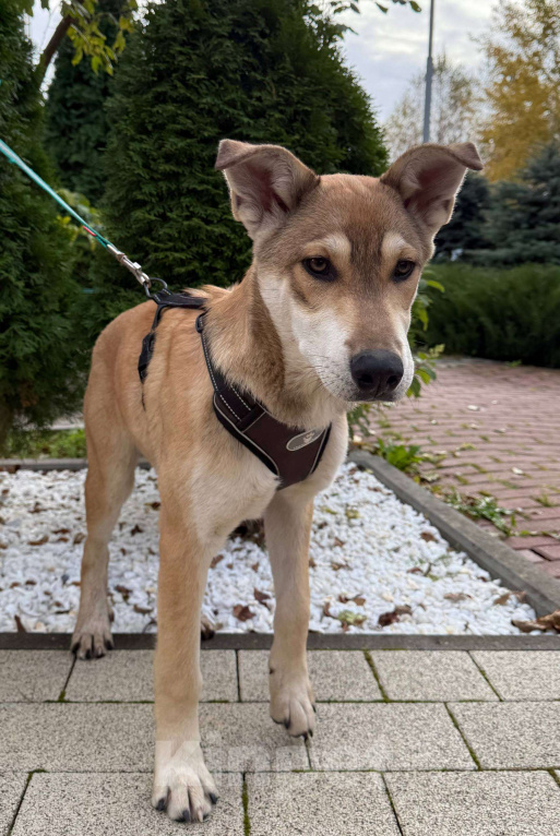 Собаки в Москве: В самые добрые руки. Щенок 7 месяцев Мальчик, Бесплатно - фото 6