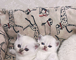 Кошки в Краснодаре: Британские котята Девочка, 13 000 руб. - фото 2