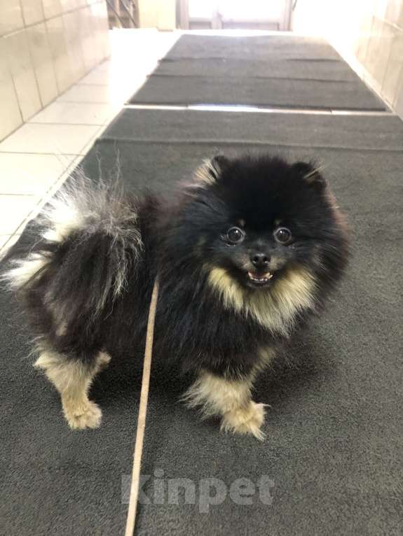 Собаки в Москве: Шпиц Даня мини срочно Мальчик, 25 000 руб. - фото 3