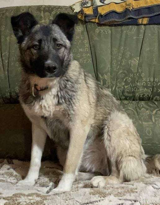 Собаки в Москве: Добродушная собака Афина в добрые руки Девочка, Бесплатно - фото 3