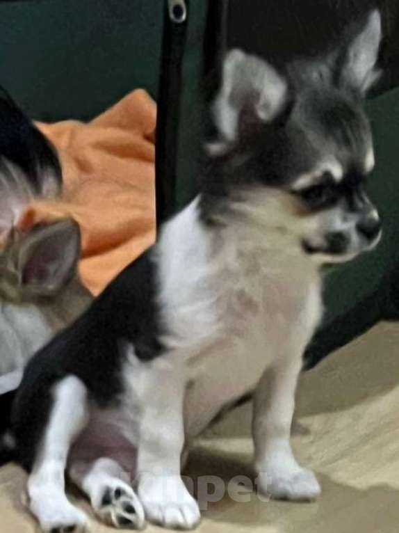 Собаки в Москве: Чихуахуа мальчик  Мальчик, 25 000 руб. - фото 3