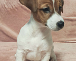Собаки в других городах Московской области: Джек Рассел терьер,щенок Девочка, 50 000 руб. - фото 4
