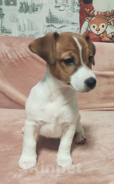 Собаки в других городах Московской области: Джек Рассел терьер,щенок Девочка, 50 000 руб. - фото 4