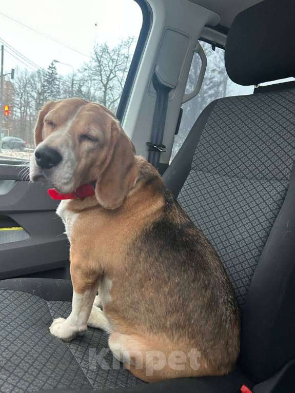 Собаки в Одинцово: Найдена собака!  Девочка, Бесплатно - фото 4