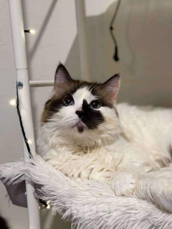 Кошки в Балашихе: Блум Девочка, Бесплатно - фото 4