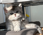Кошки в Санкт-Петербурге: Шотландский прямоухий короткошерстый котенок Девочка, 10 000 руб. - фото 3