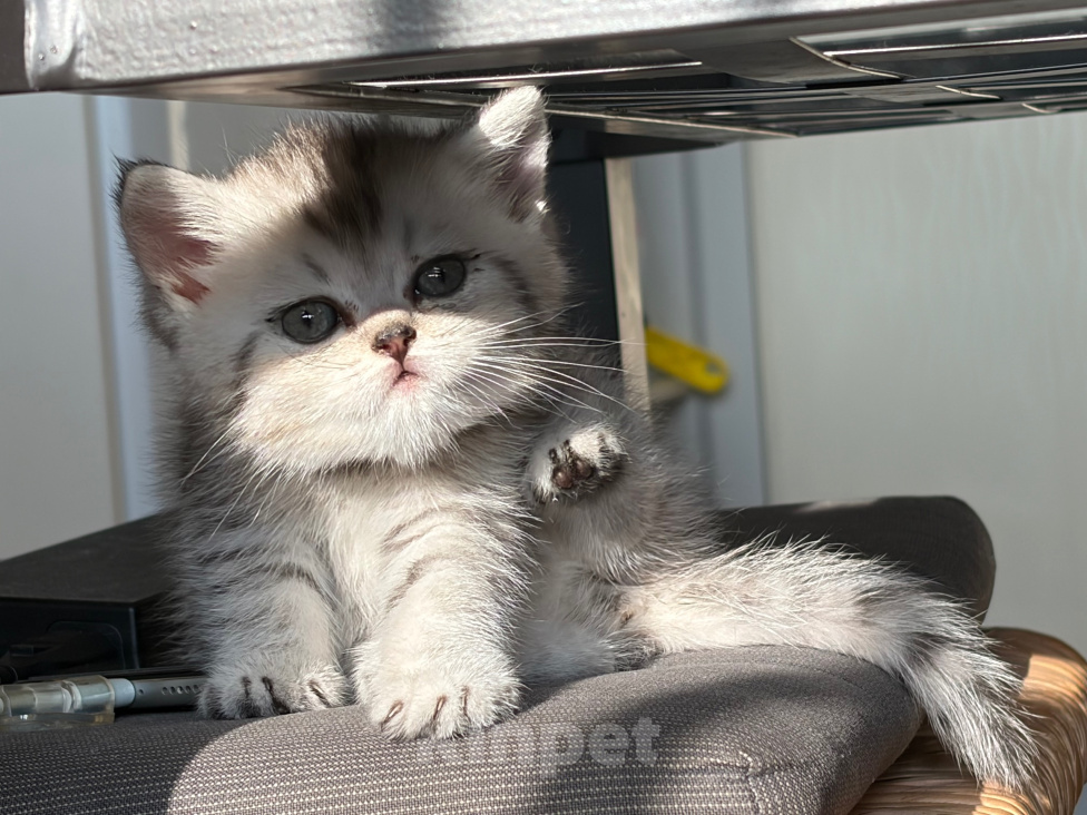 Кошки в Санкт-Петербурге: Шотландский прямоухий короткошерстый котенок Девочка, 10 000 руб. - фото 3