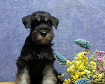 Собаки в Ярославле: Цвергшнауцер черное серебро Девочка, Бесплатно - фото 2