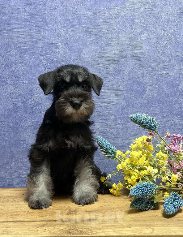 Собаки в Ярославле: Цвергшнауцер черное серебро Девочка, Бесплатно - фото 2