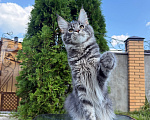 Кошки в Чехове: Мейн-кун котенок Мальчик, 50 000 руб. - фото 1