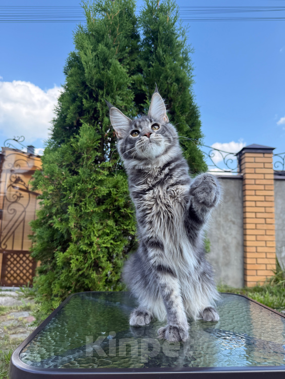 Кошки в Чехове: Мейн-кун котенок Мальчик, 50 000 руб. - фото 1