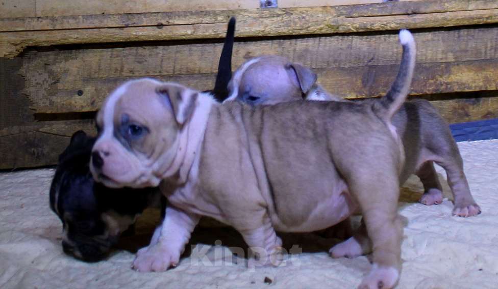 Собаки в Мурманске: Булли . Подрастают малыши. Разнополые, 70 000 руб. - фото 4