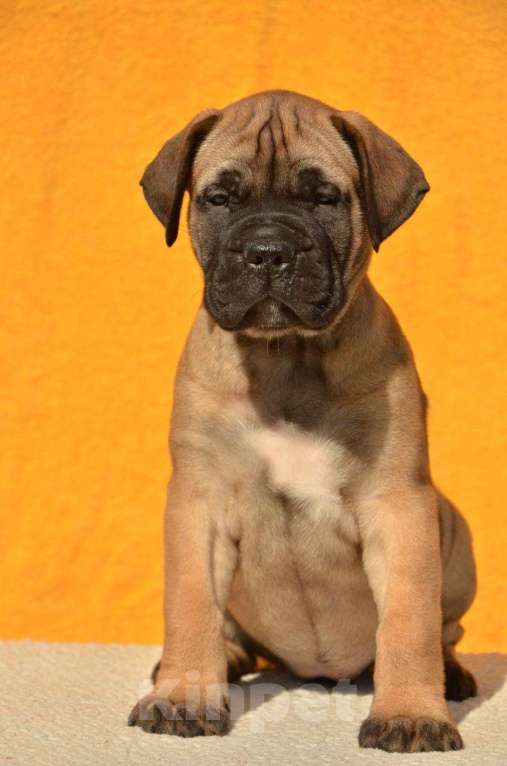 Собаки в Тобольске: Щенки бульмастифа Девочка, Бесплатно - фото 4