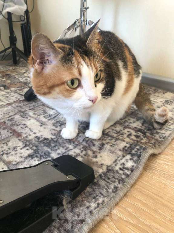 Кошки в других городах Московской области: Кошка Анфиса, примерно 3 года Девочка, Бесплатно - фото 4