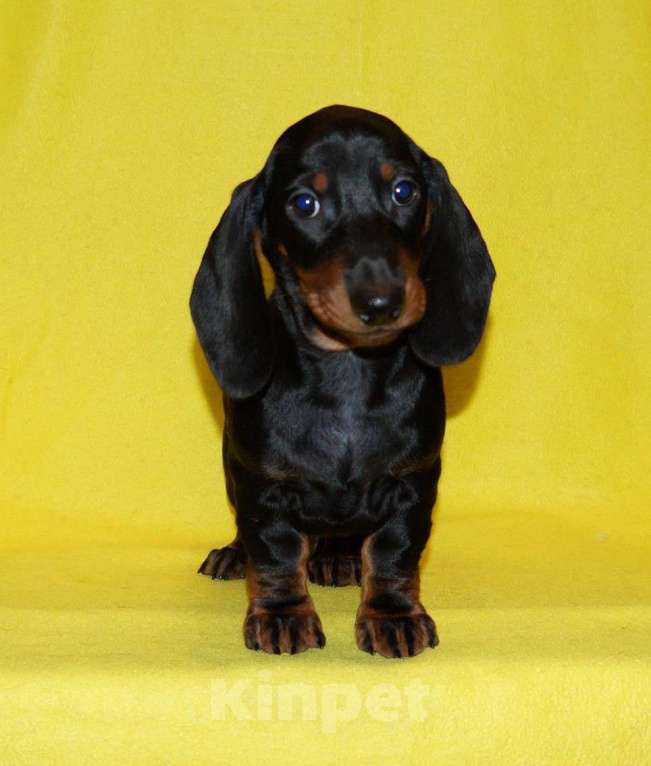 Собаки в Иваново: Такса стандартная г-ш. РКФ Мальчик, Бесплатно - фото 6