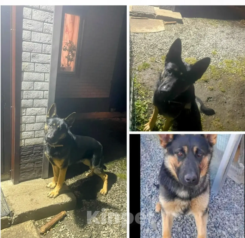 Собаки в Екатеринбурге: Продажа Девочка, 15 000 руб. - фото 4