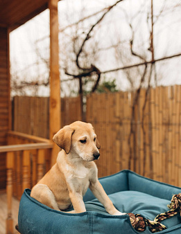 Щенок анатолийской овчарки Эльбрус в добрые руки