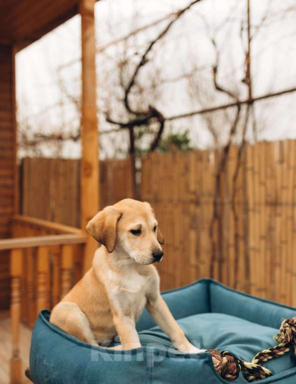 Собаки в Москве: Щенок анатолийской овчарки Эльбрус в добрые руки Мальчик, Бесплатно - фото 1