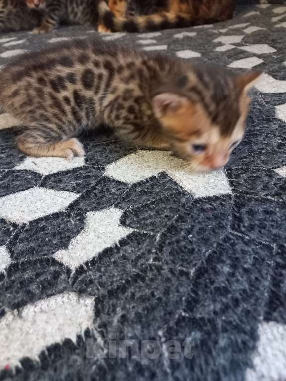Кошки в Пензе: Бенгальские котята Девочка, 12 000 руб. - фото 7