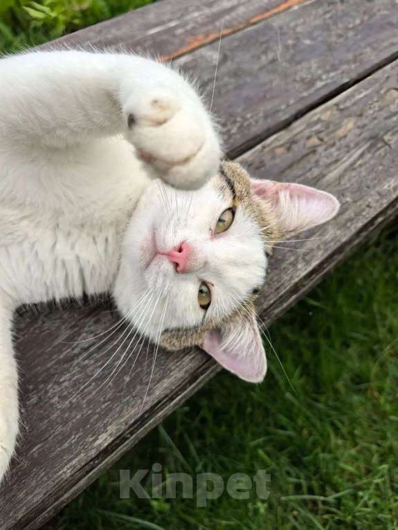 Кошки в Дрезне: Дарси ищет дом Мальчик, Бесплатно - фото 2