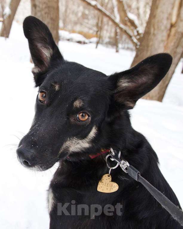 Собаки в Москве: Я Стеша :) Ищу тебя! Девочка, Бесплатно - фото 7