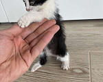 Кошки в Краснодаре: Отдам бесплатно котят Девочка, Бесплатно - фото 1