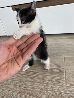 Отдам бесплатно котят
