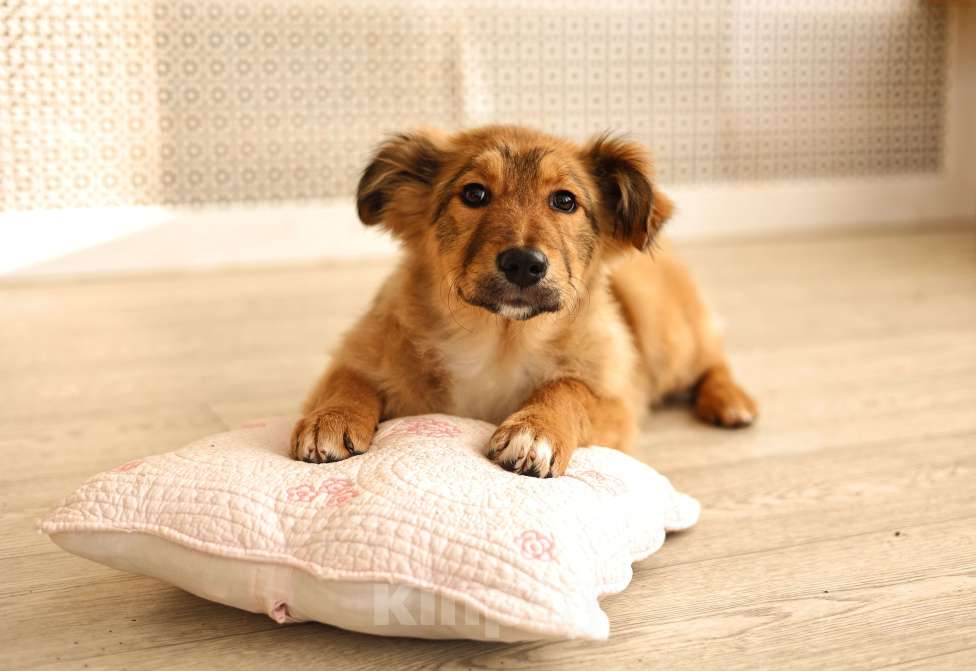 Собаки в Москве: Щенок бесплатно Москва Девочка, Бесплатно - фото 7