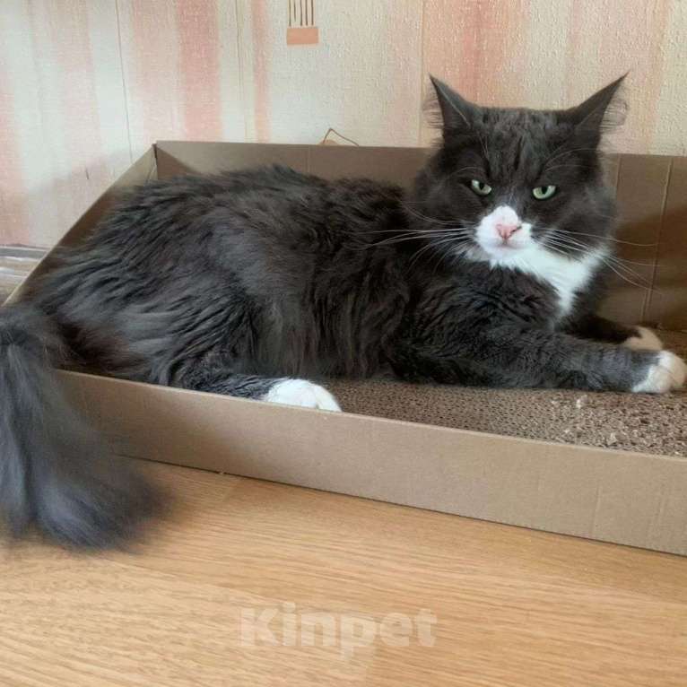 Кошки в Москве: Самый лучший кот! Мальчик, Бесплатно - фото 4