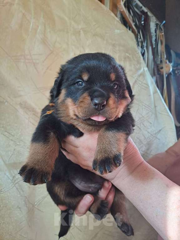 Собаки в Всеволожске: Щенки ротвейлера  Мальчик, 100 000 руб. - фото 5