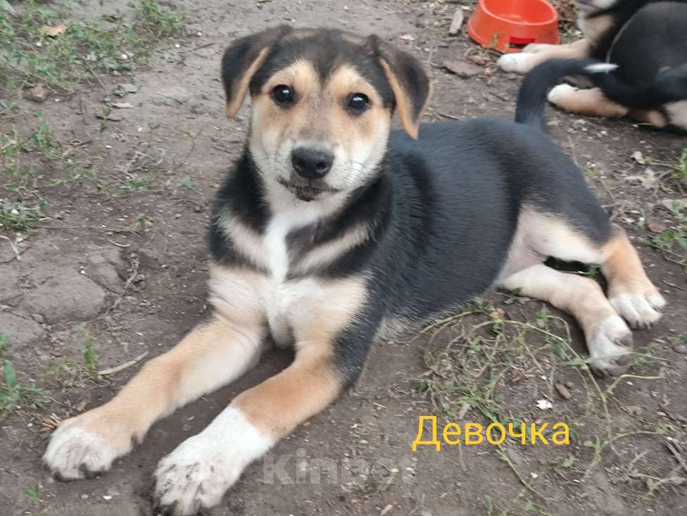 Собаки в других городах Воронежской области: Герда и Белочка ищут свой дом и любящих хозяев. Девочка, Бесплатно - фото 1
