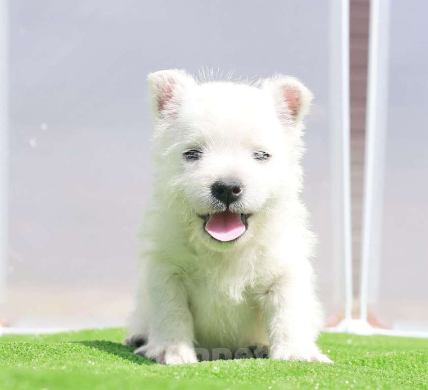 Собаки в Москве: вест хайленд вайт терьер Мальчик, 120 000 руб. - фото 9