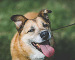Собаки в Москве: Чудесный пес в добрые руки, Бесплатно - фото 2