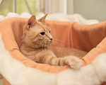 Кошки в Малоархангельске: "Золотой Остап", 55 руб. - фото 9